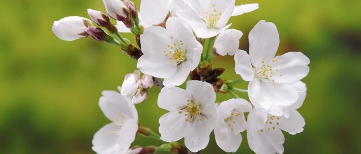 在武漢，看一場(chǎng)花開